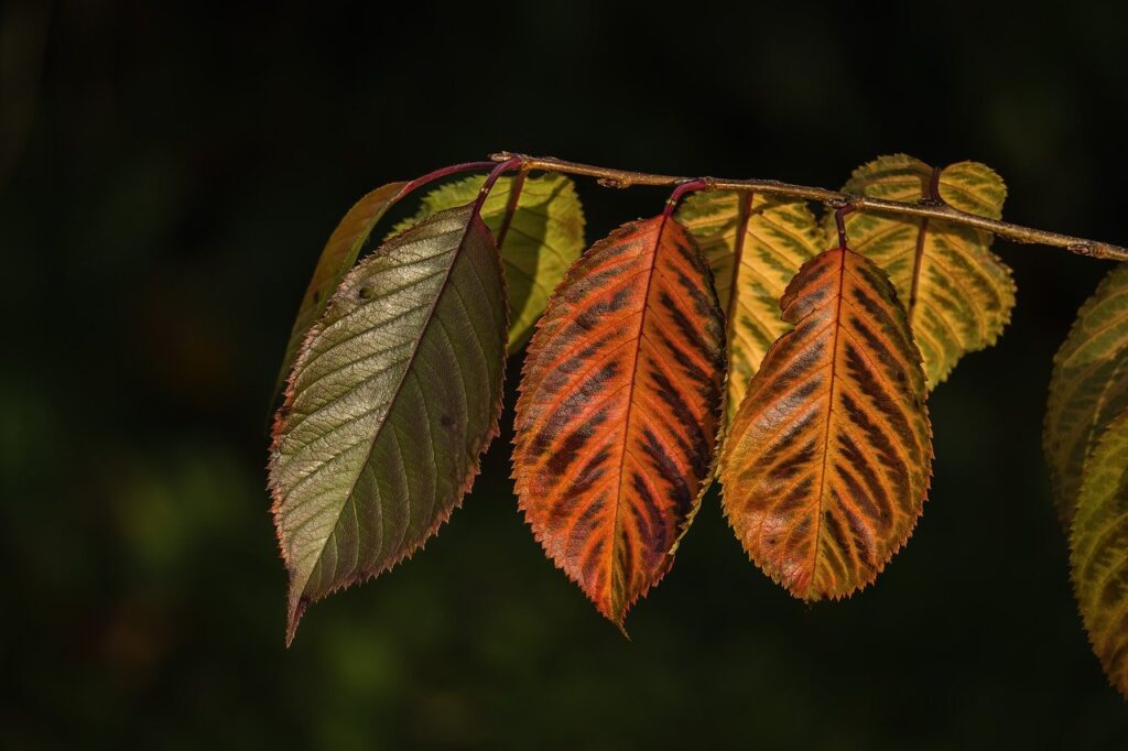 季節変化による肌トラブルが深刻になる前に知っておくべき対策は？