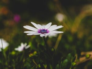 春の花粉による肌荒れをアラサーが防ぐための対策は？