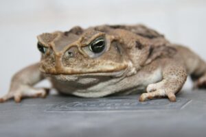 肌荒れを防ぐための効果的な予防方法は？